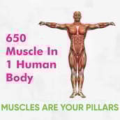 4 - Dr. Morepen Muscle Food Protein Powder,  32 g  Watermelon 