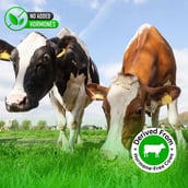 3 - Gentle Beast Multi Flavored Whey Protein Isolate,  2.2 lb  Belgian Chocolate, Mango and Cookies & Cream 